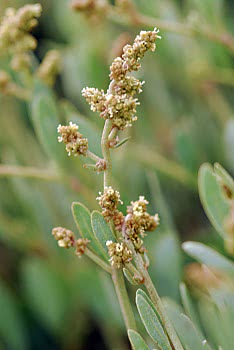sea purslane flower